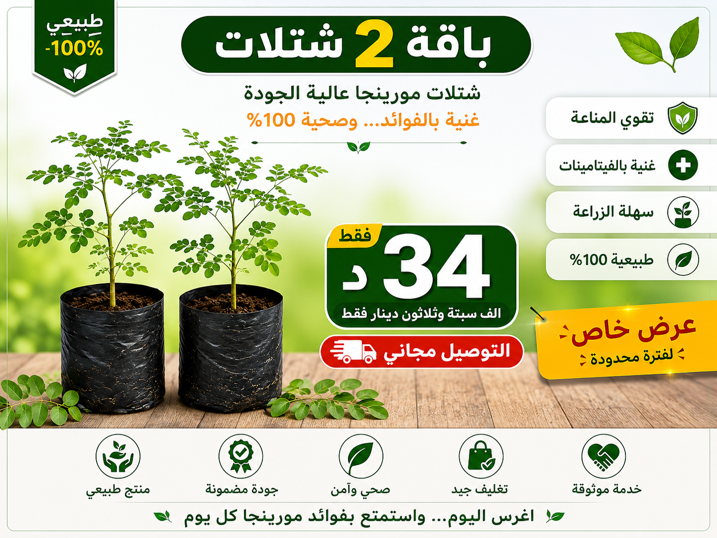 باقة 2 نباتات مورينجا